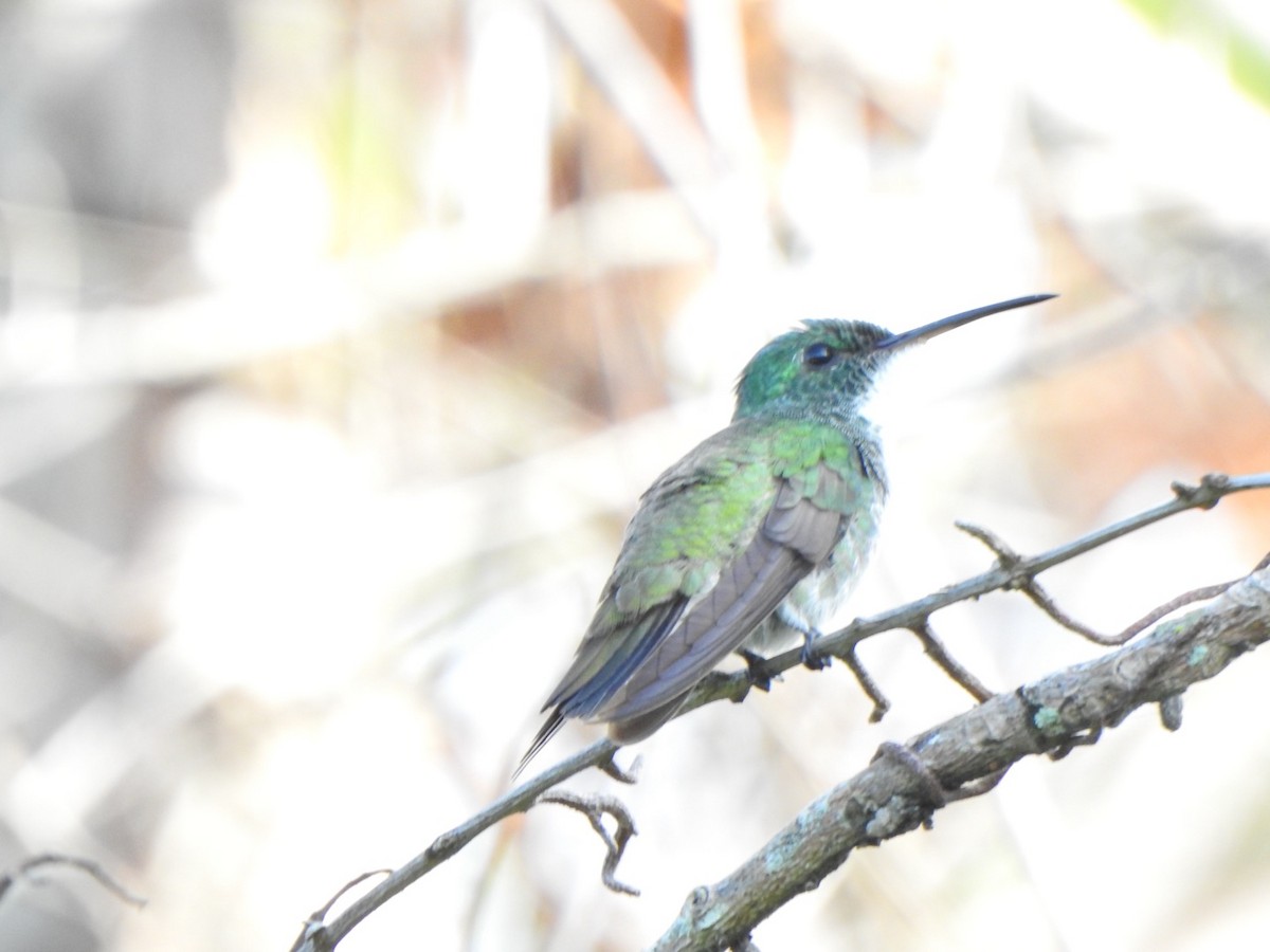 Plain-bellied Emerald - ML646193431