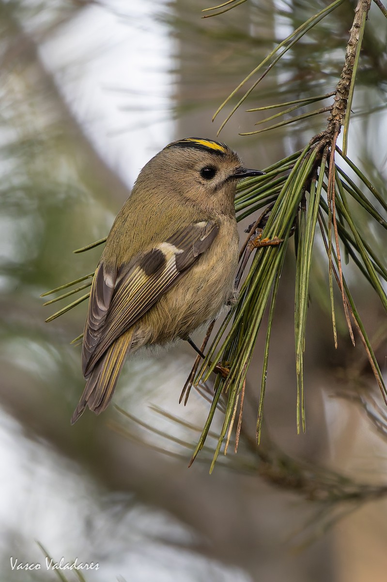 králíček obecný - ML646193441