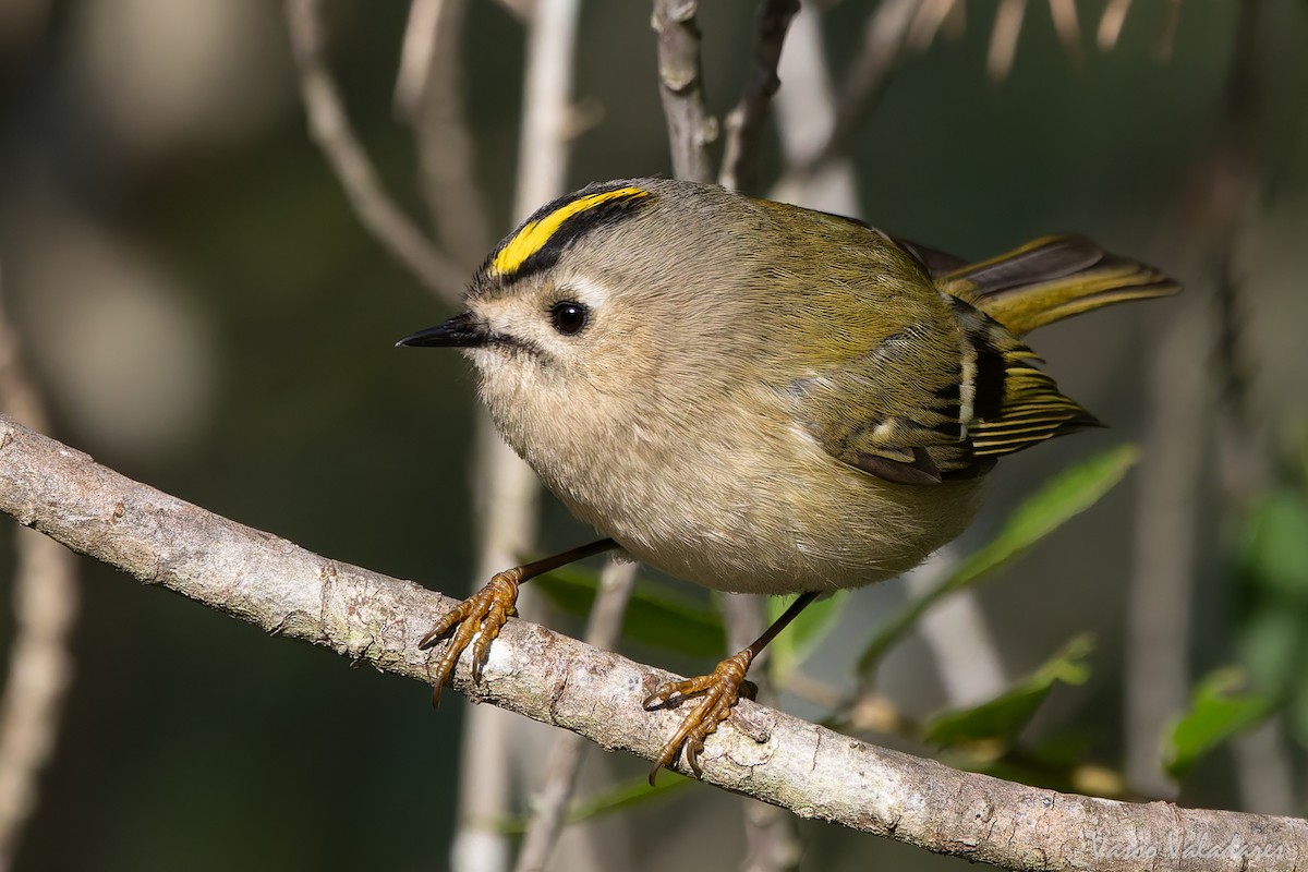 králíček obecný - ML646193444