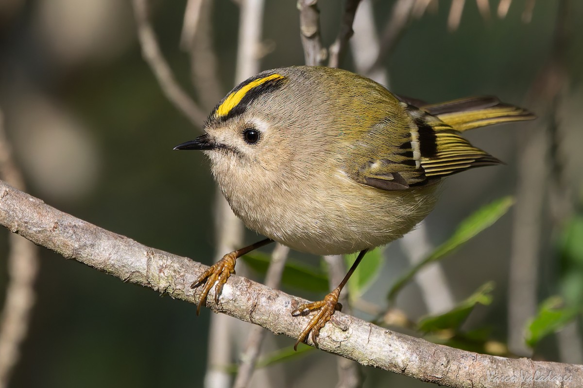 králíček obecný - ML646193445