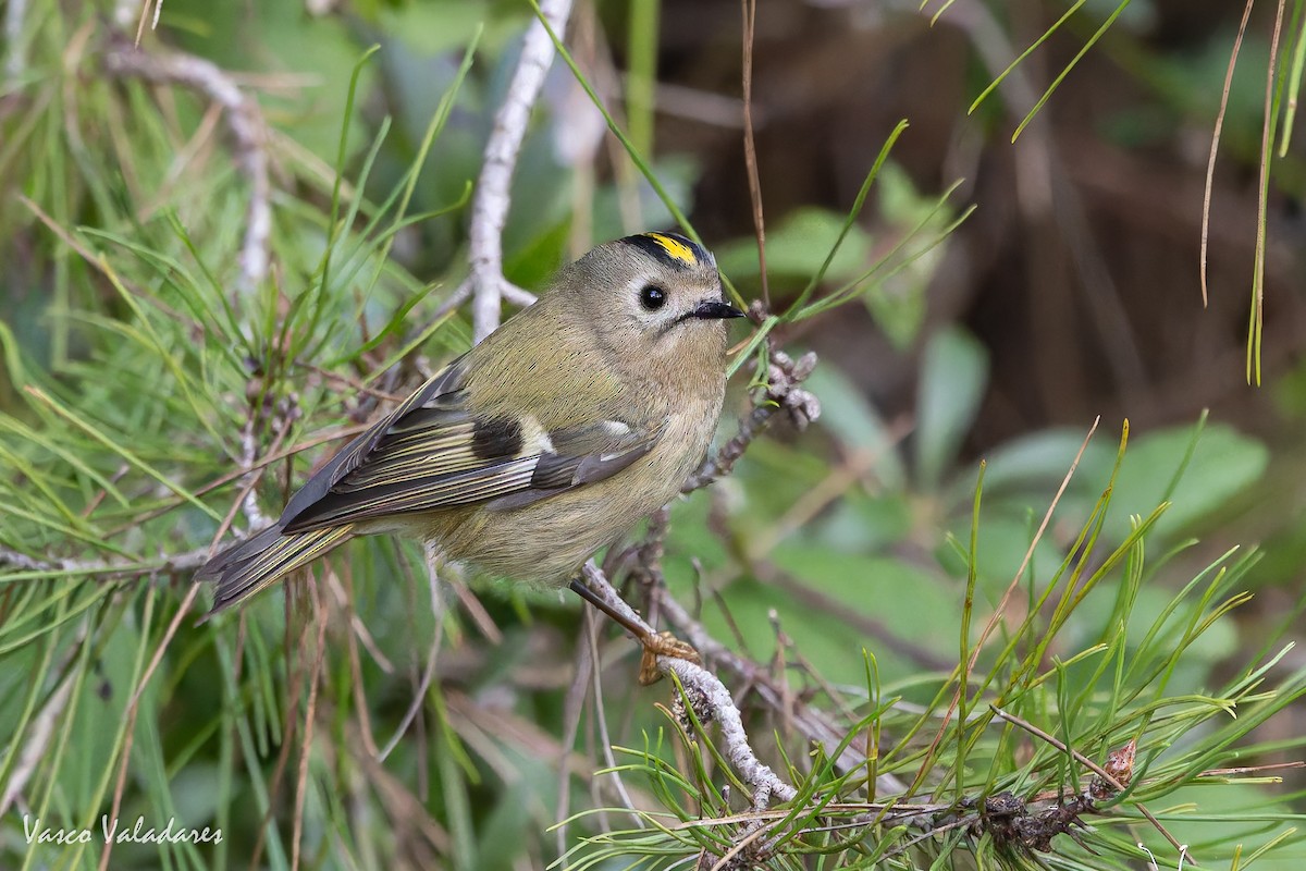 králíček obecný - ML646193446