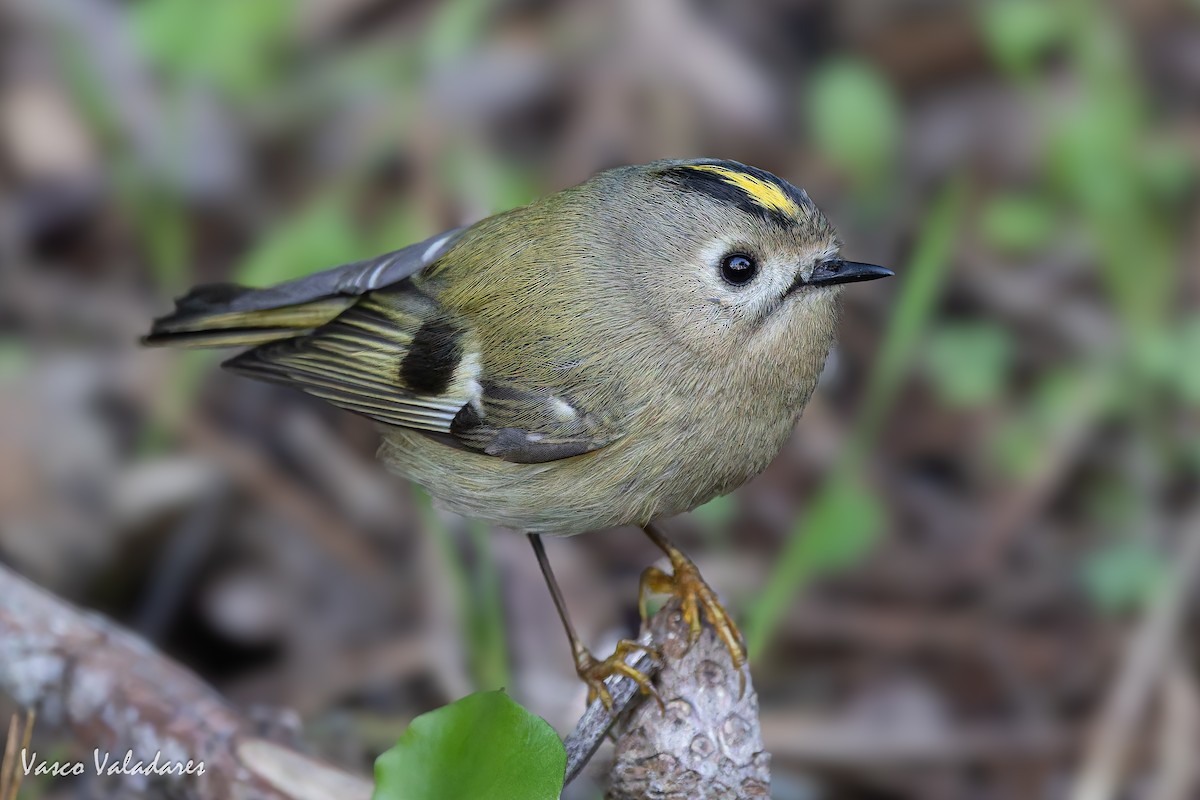 králíček obecný - ML646193447