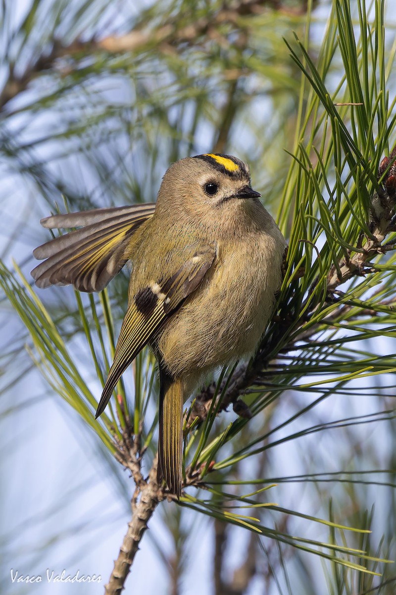 králíček obecný - ML646193448