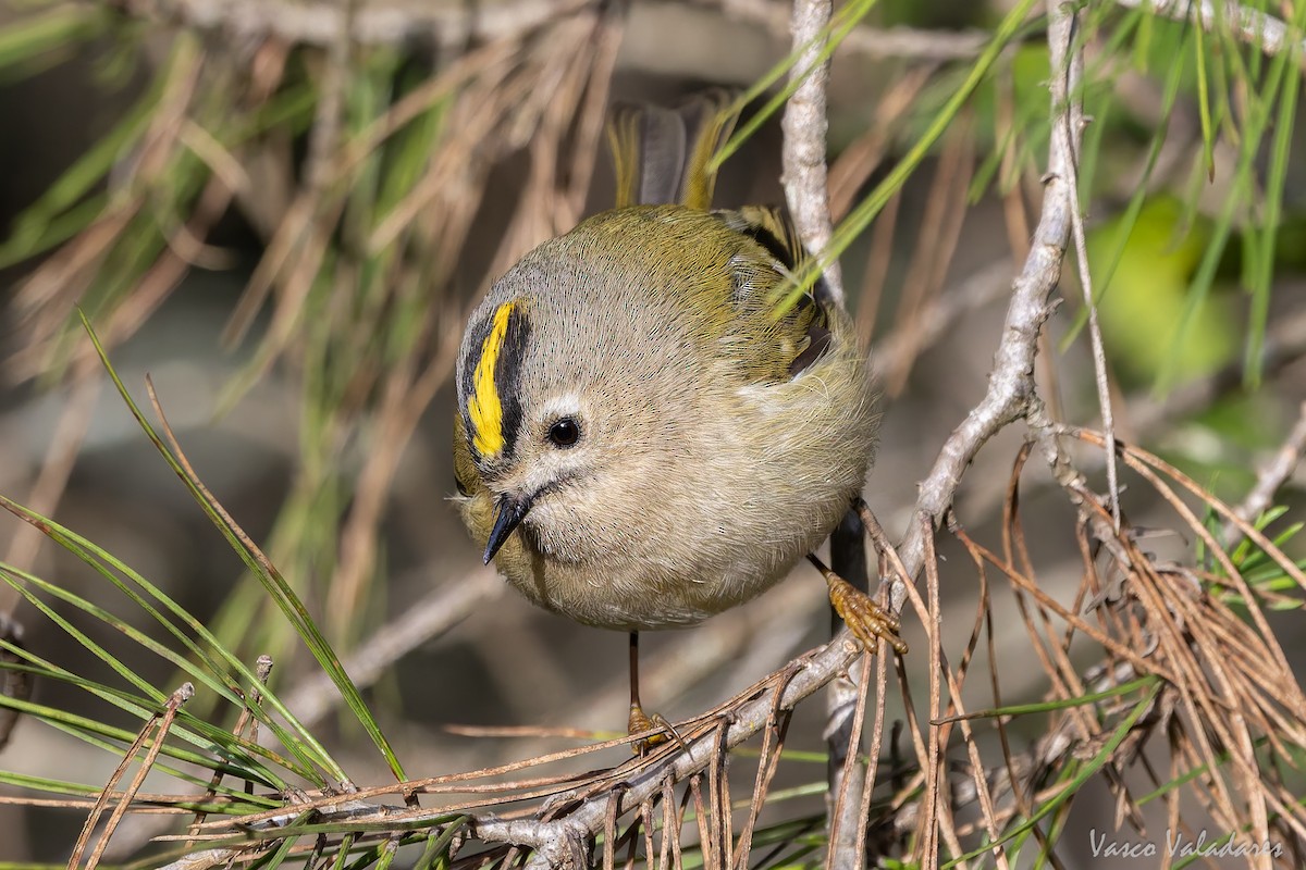 králíček obecný - ML646193449