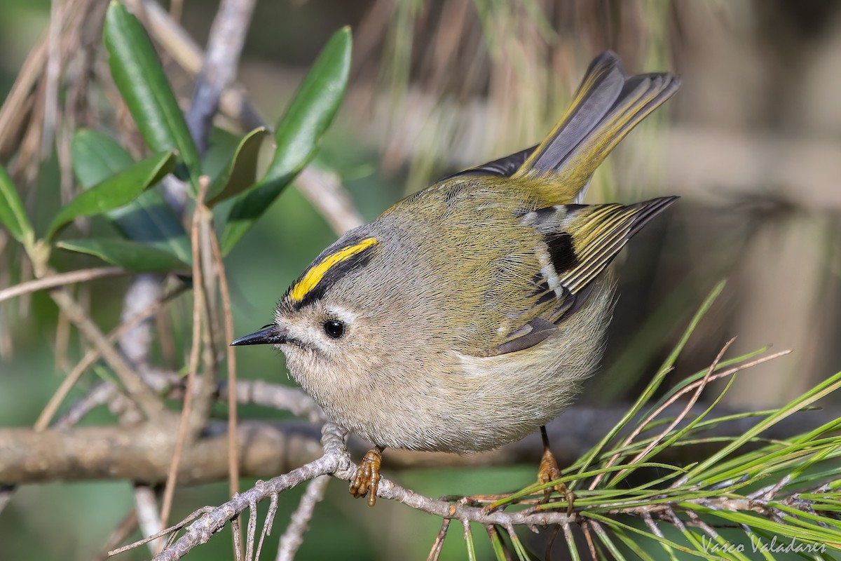 králíček obecný - ML646193450