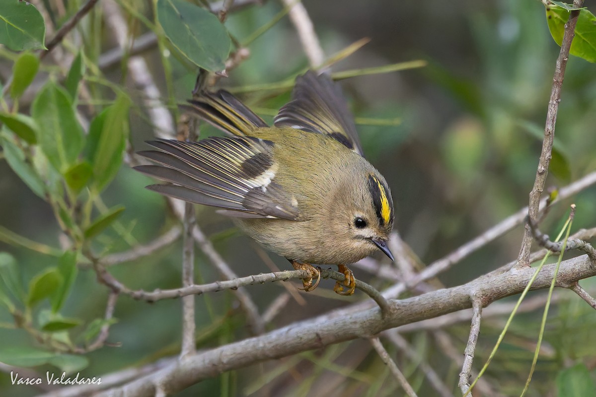 králíček obecný - ML646193451