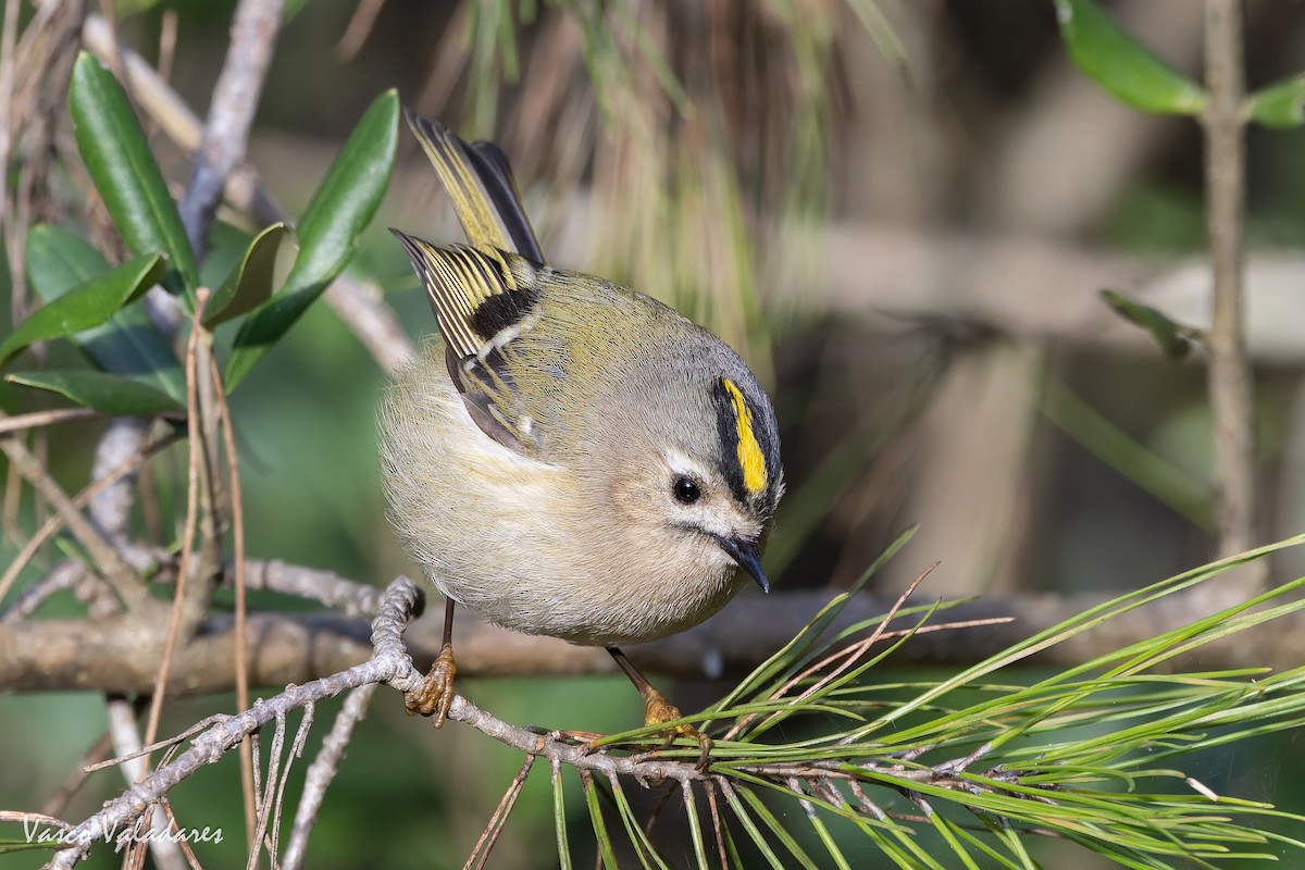 králíček obecný - ML646193453