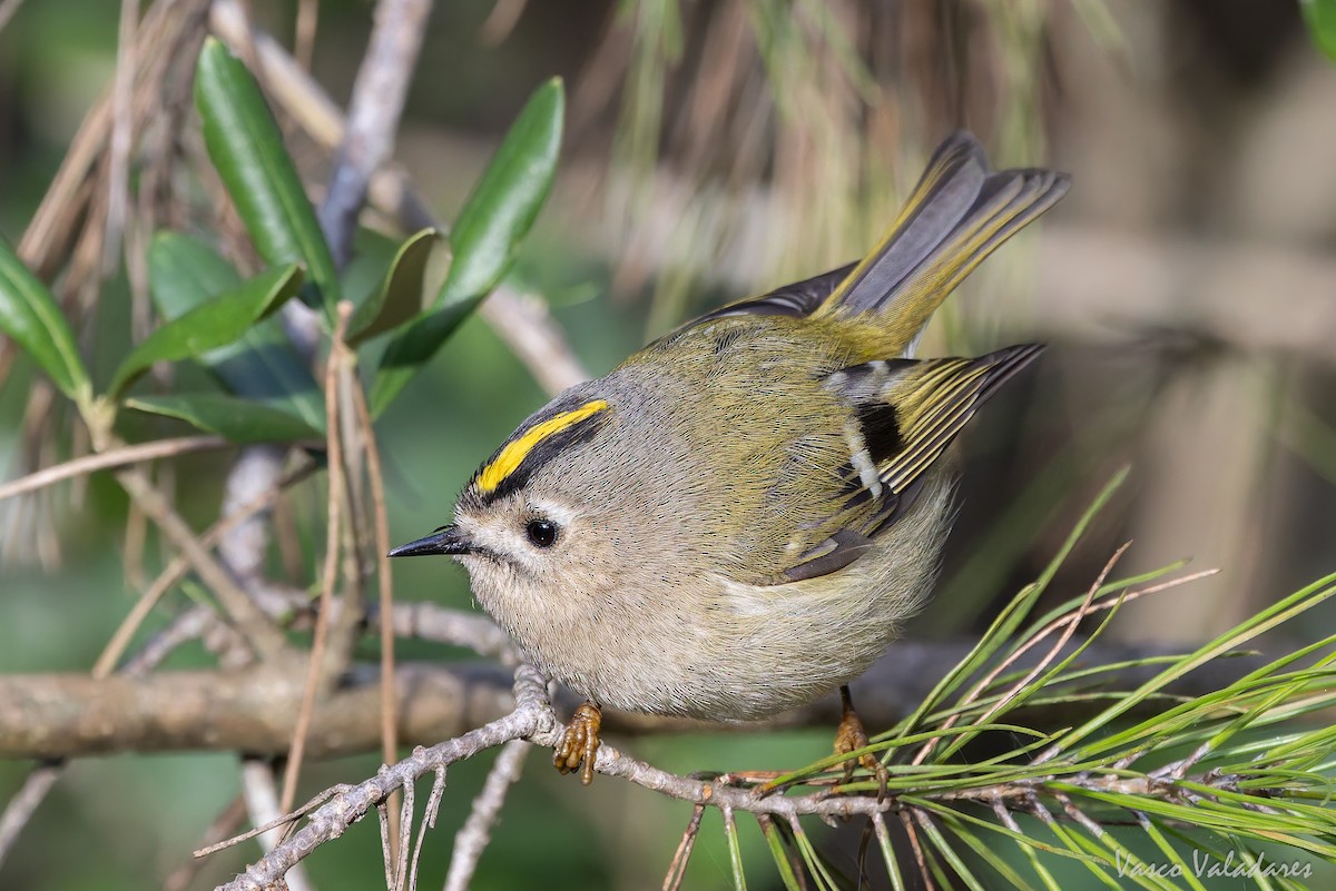 králíček obecný - ML646193455