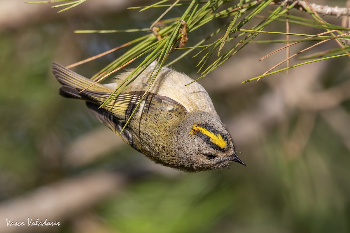 králíček obecný - ML646193457