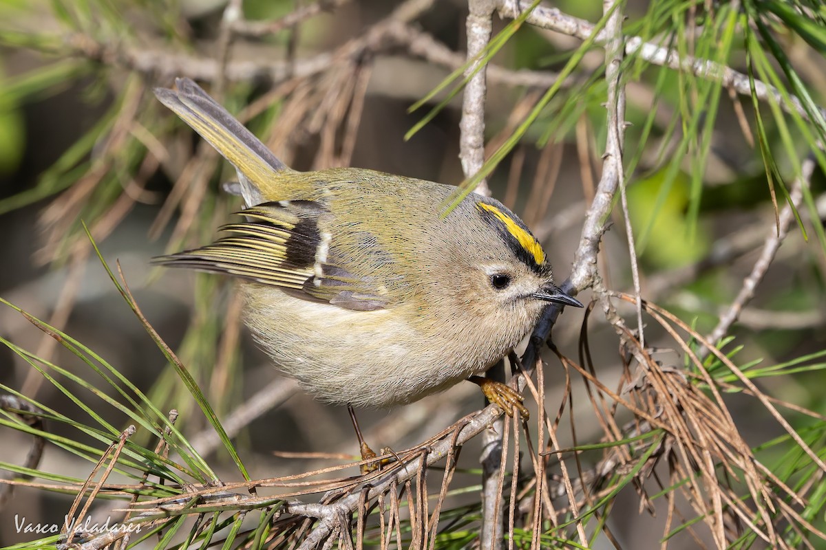 králíček obecný - ML646193458