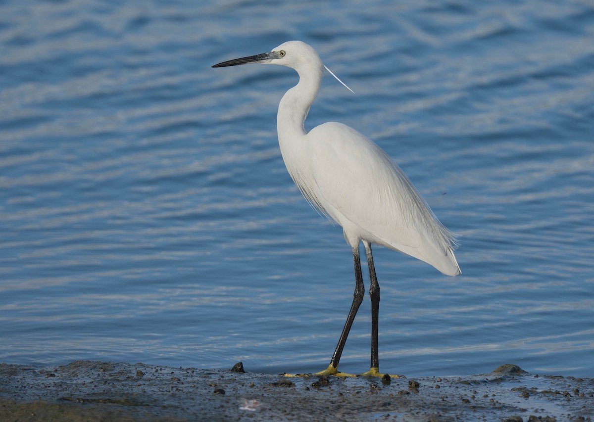 Little Egret - ML646193462