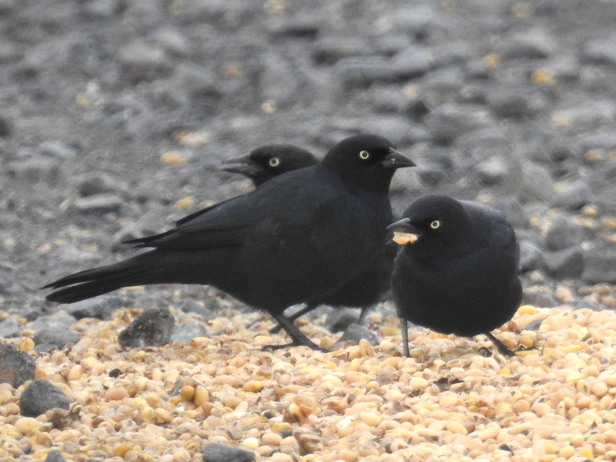 Brewer's Blackbird - ML646193464