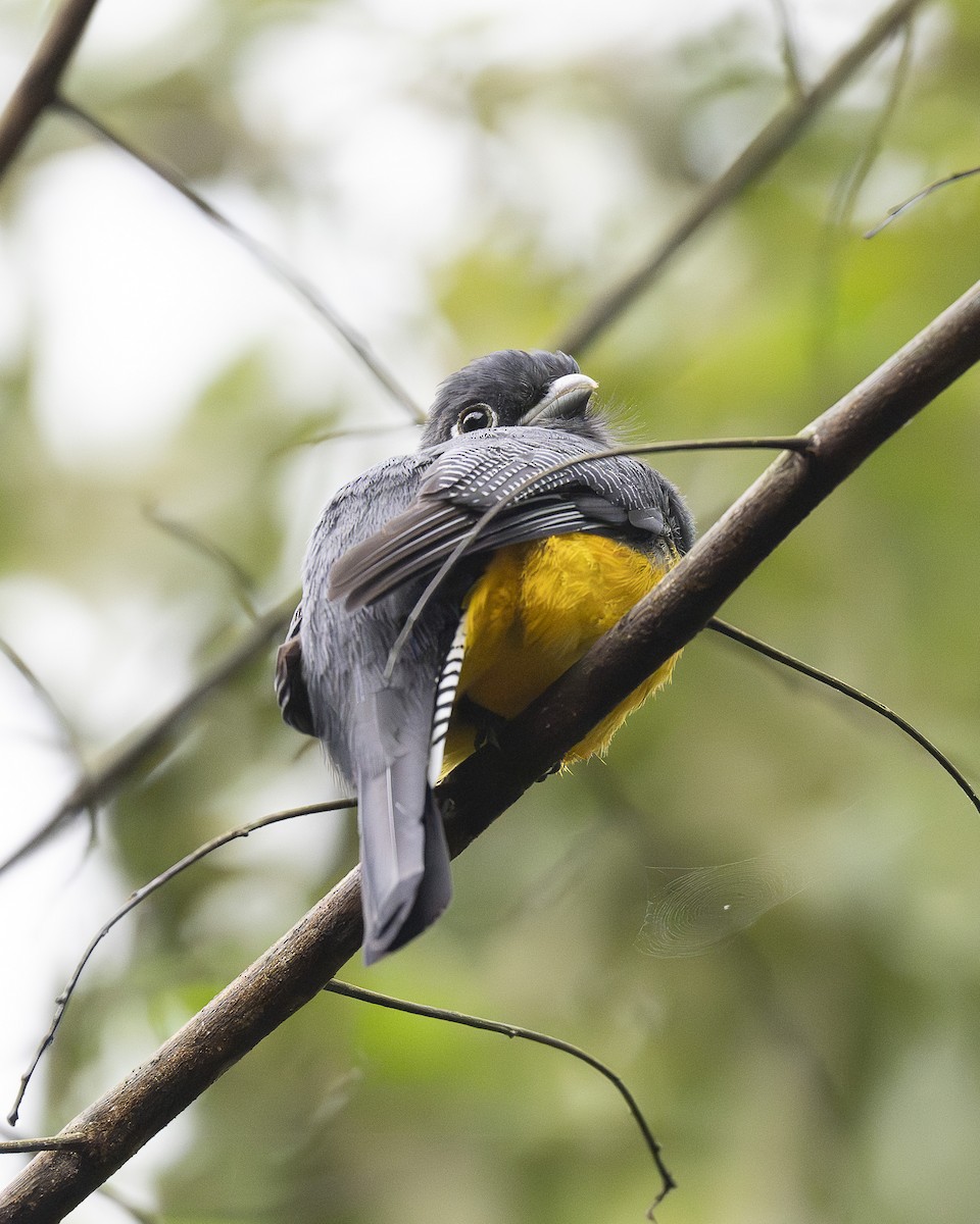 Trogon pattu - ML646193469