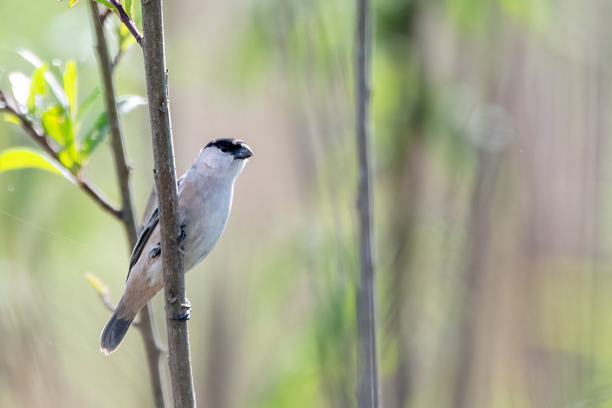 Pearly-bellied Seedeater - ML646193472