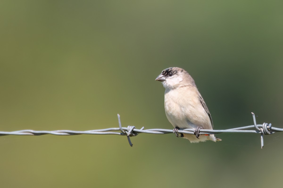 Pearly-bellied Seedeater - ML646193473