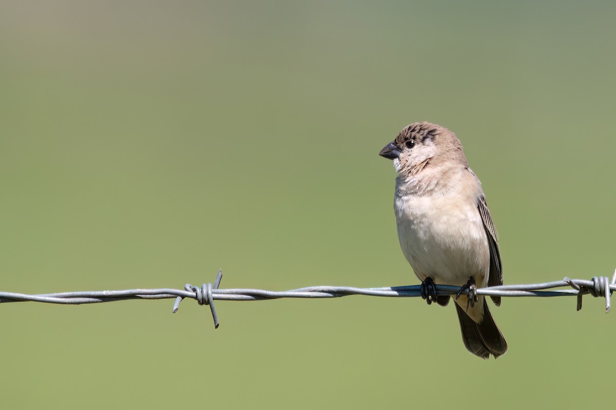 Pearly-bellied Seedeater - ML646193474