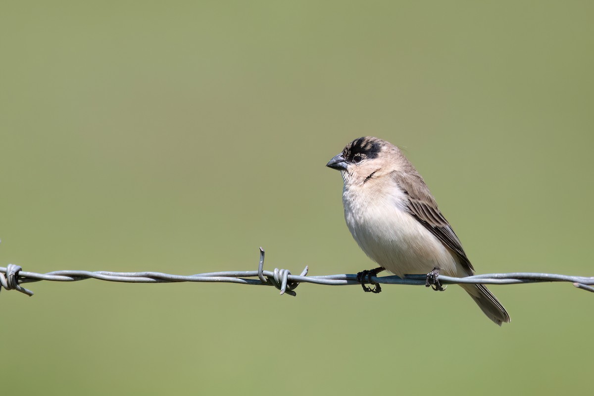 Pearly-bellied Seedeater - ML646193475
