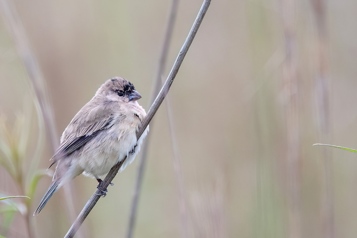 Pearly-bellied Seedeater - ML646193476