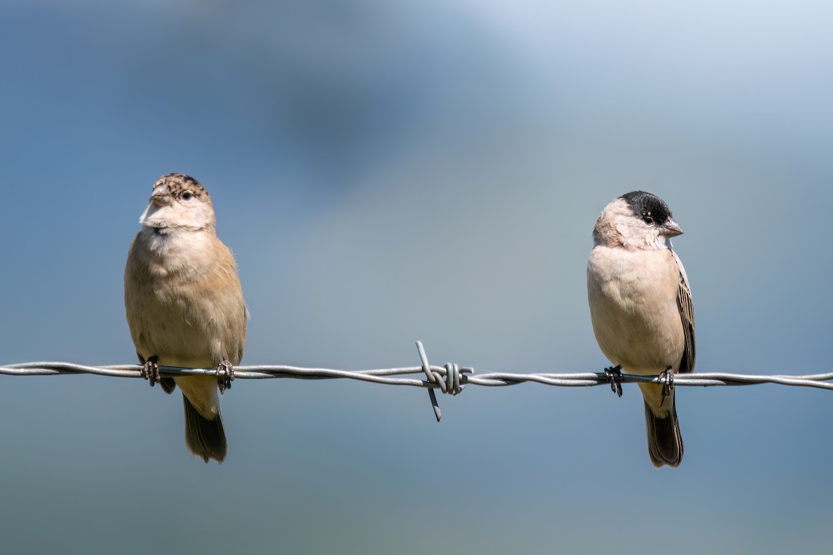 Pearly-bellied Seedeater - ML646193477