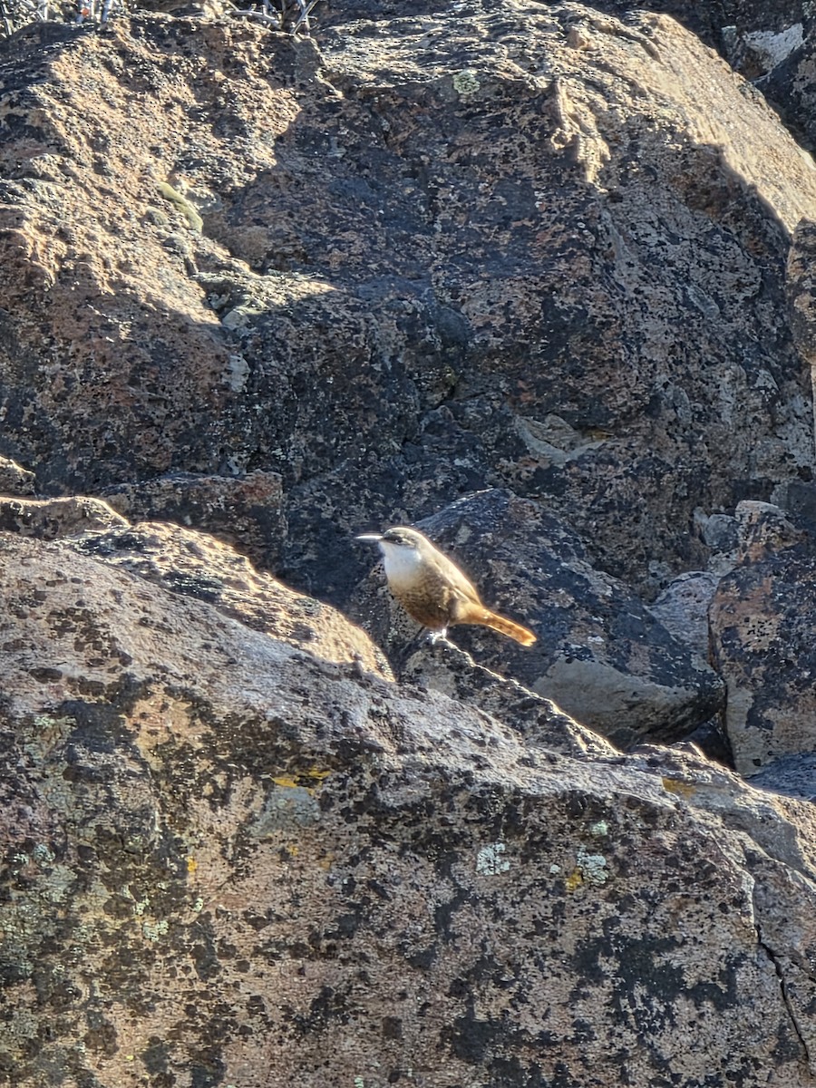 Canyon Wren - ML646193478