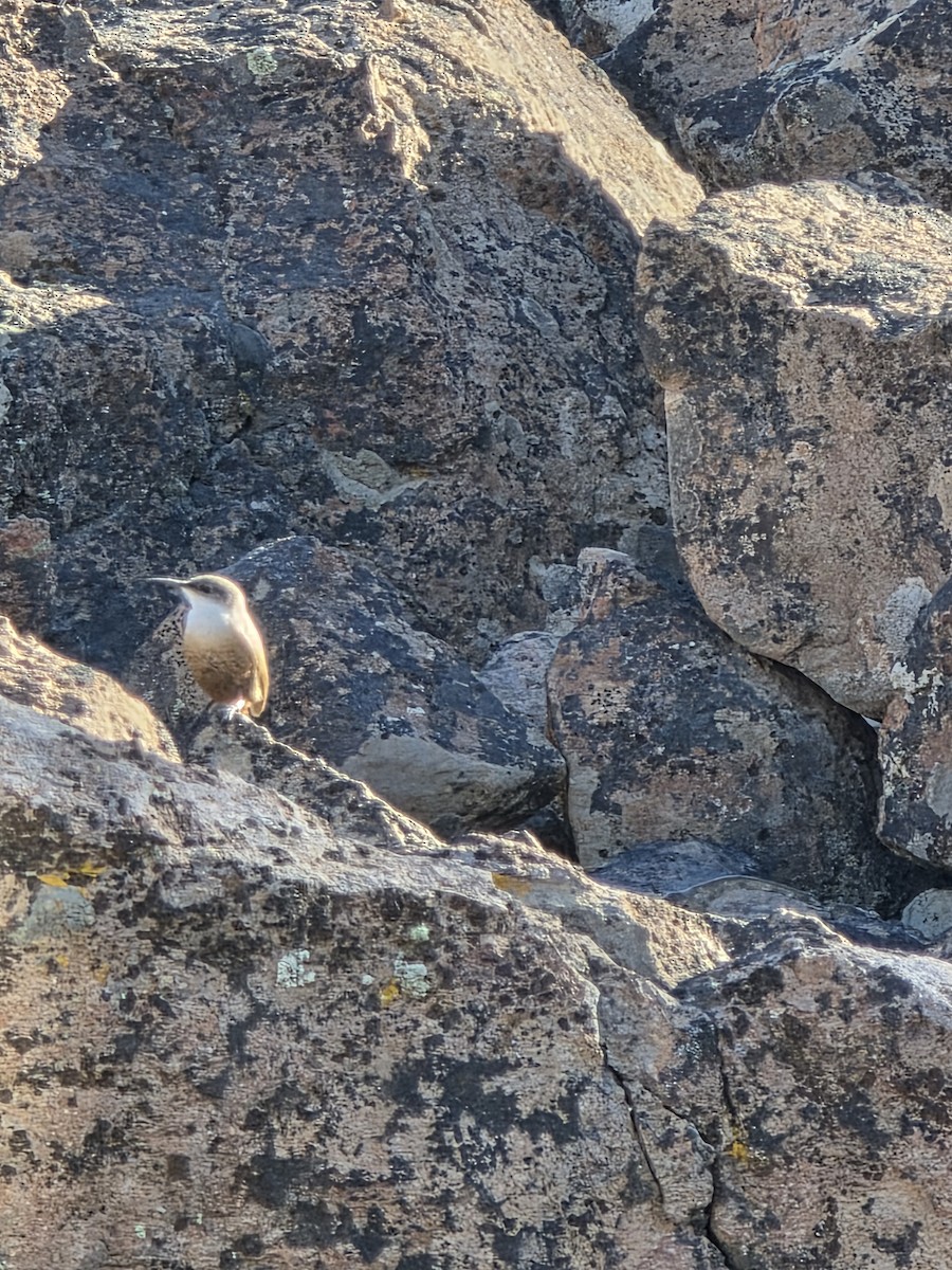 Canyon Wren - ML646193485