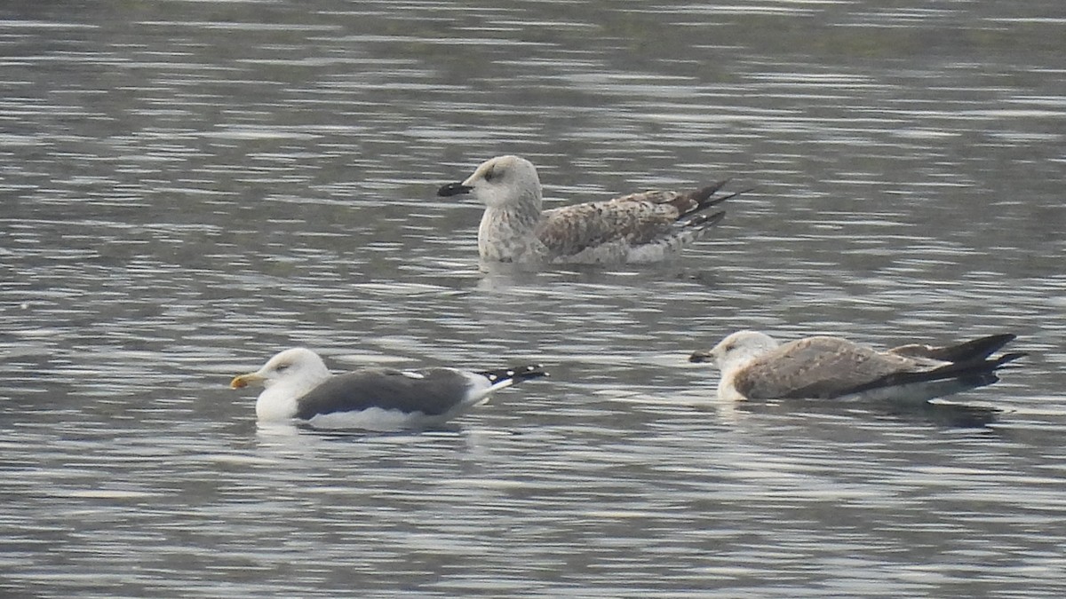 Бэсрэг цахлай - ML646193487