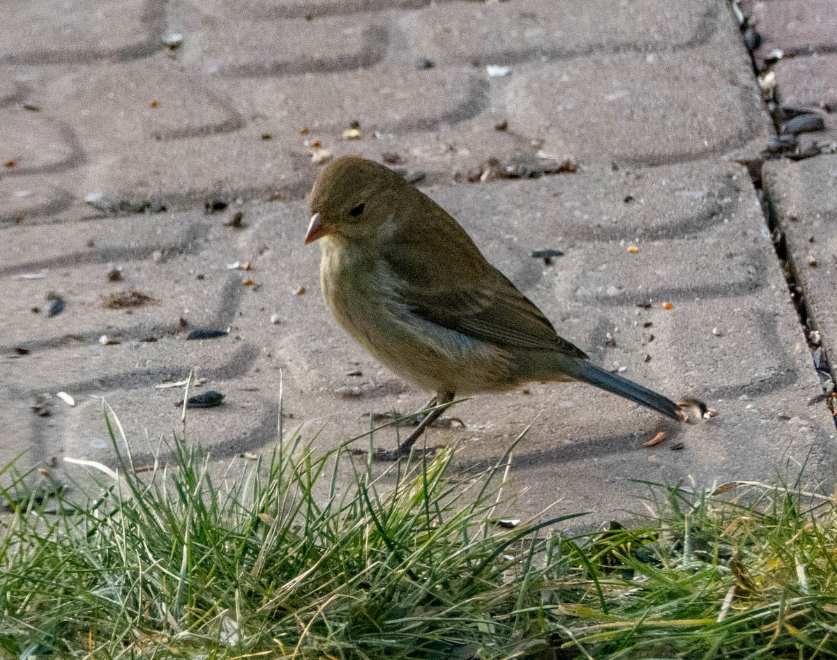 Indigo Bunting - ML646193489