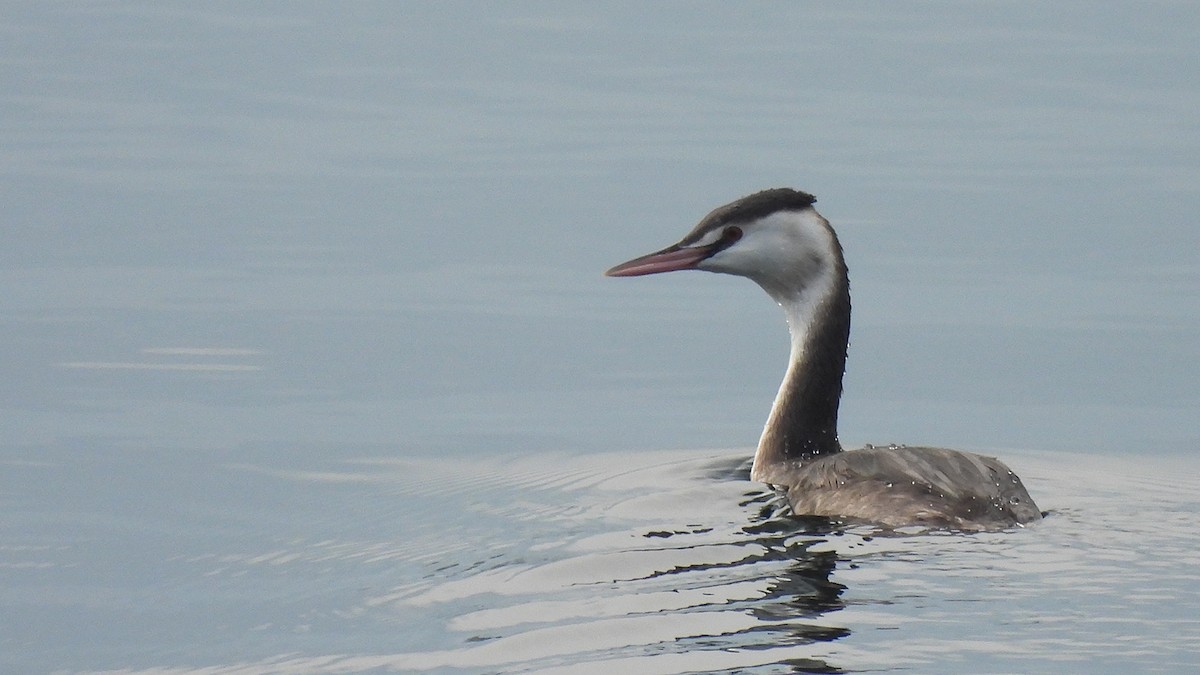 Отгот шунгуур - ML646193490