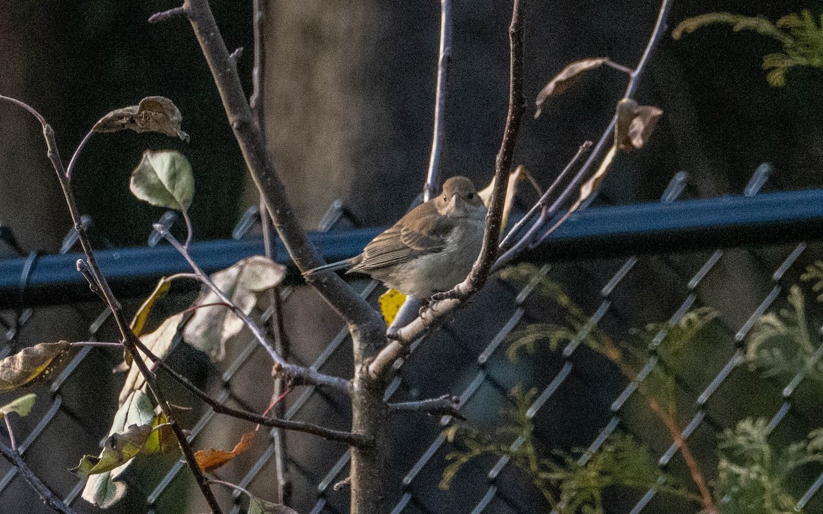 Indigo Bunting - ML646193491