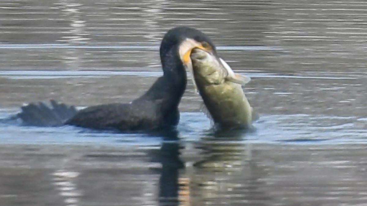Great Cormorant (Eurasian) - ML646193492