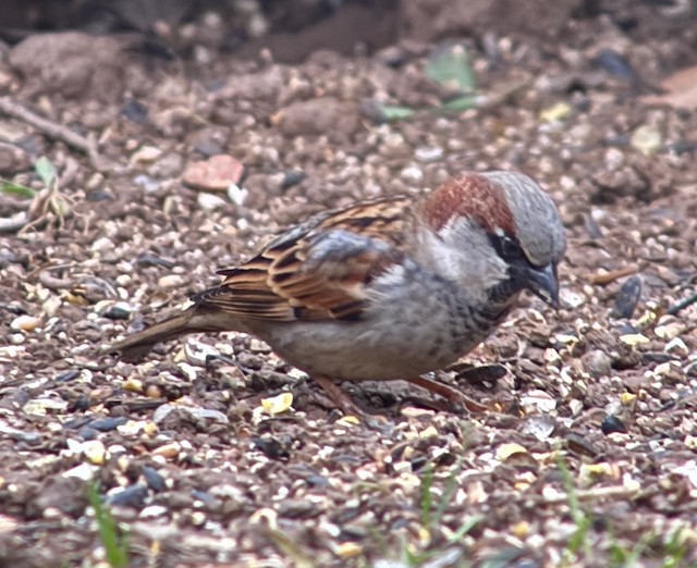 House Sparrow - ML646193493