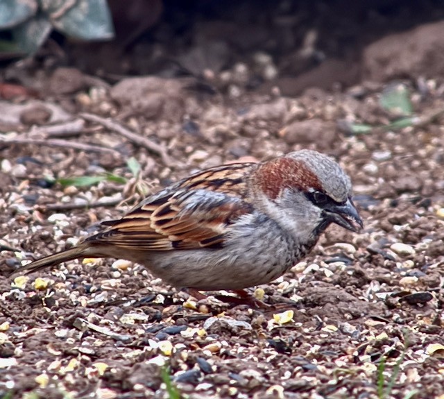 House Sparrow - ML646193494