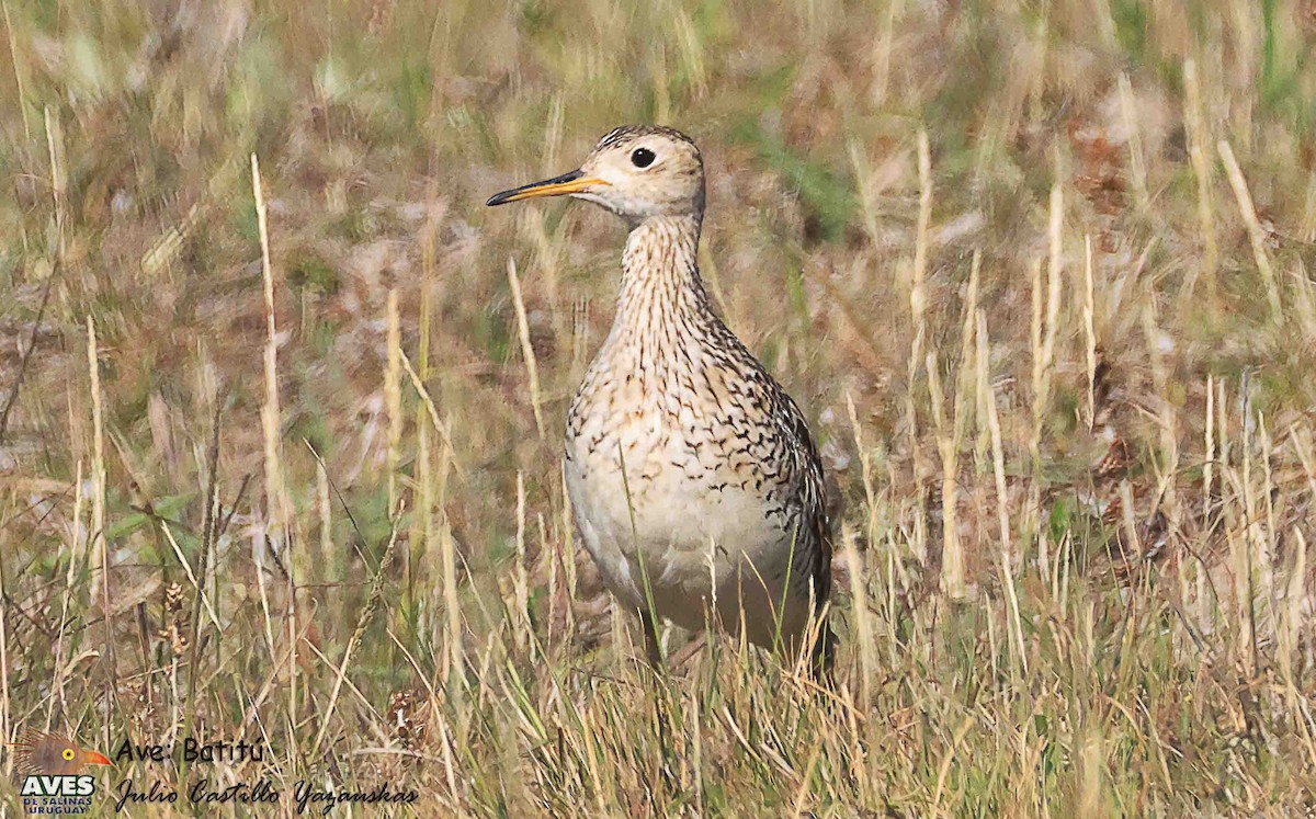 Upland Sandpiper - ML646193498