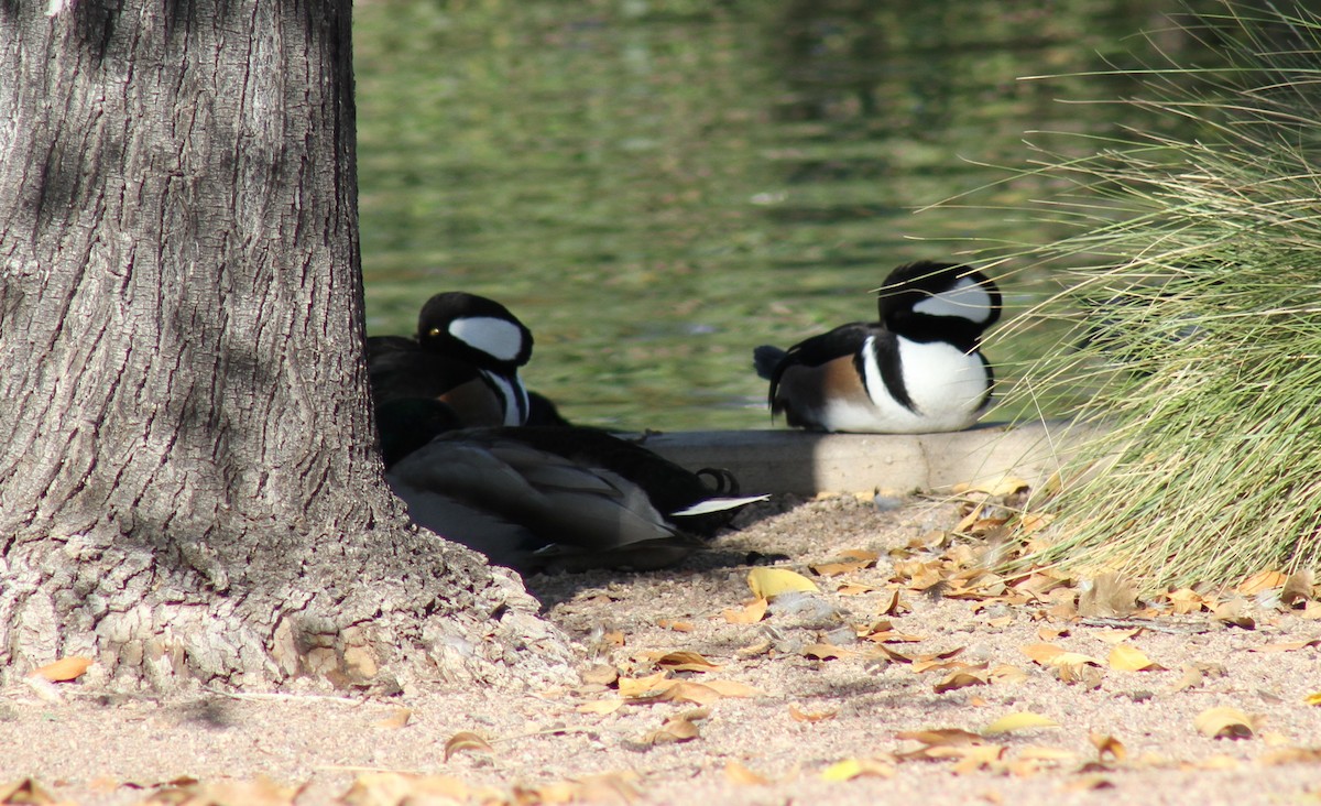 Крех жовтоокий - ML646193500