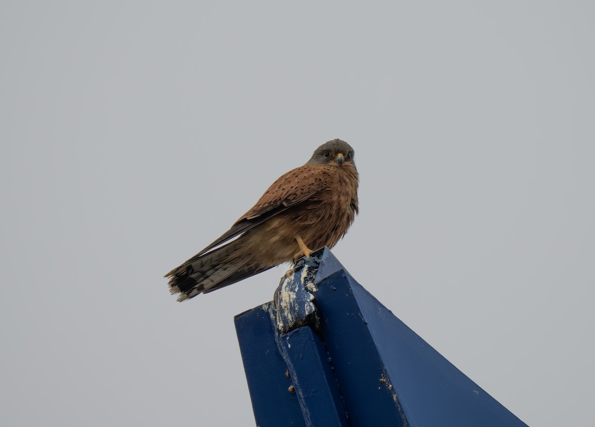 Kaya Kerkenezi - ML646193503