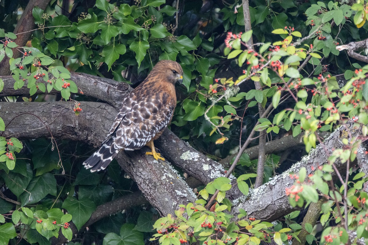 Red-shouldered Hawk - ML646193509