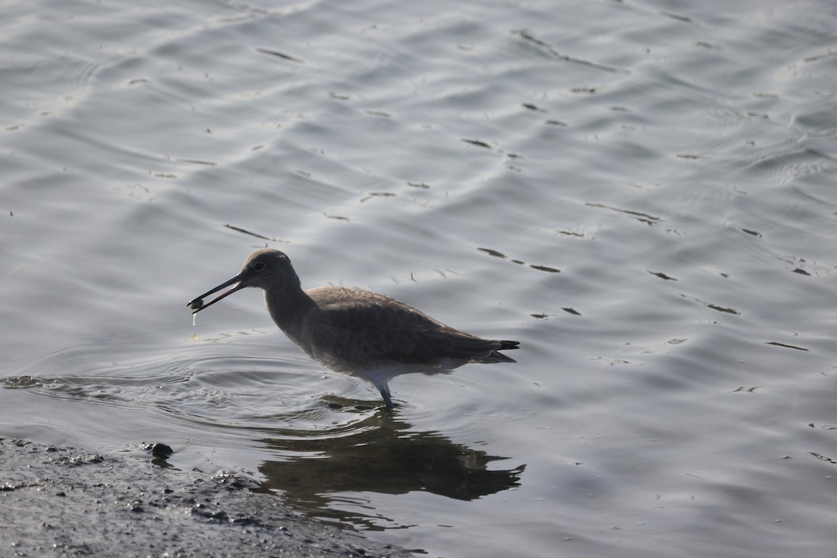 Willet - ML646193511