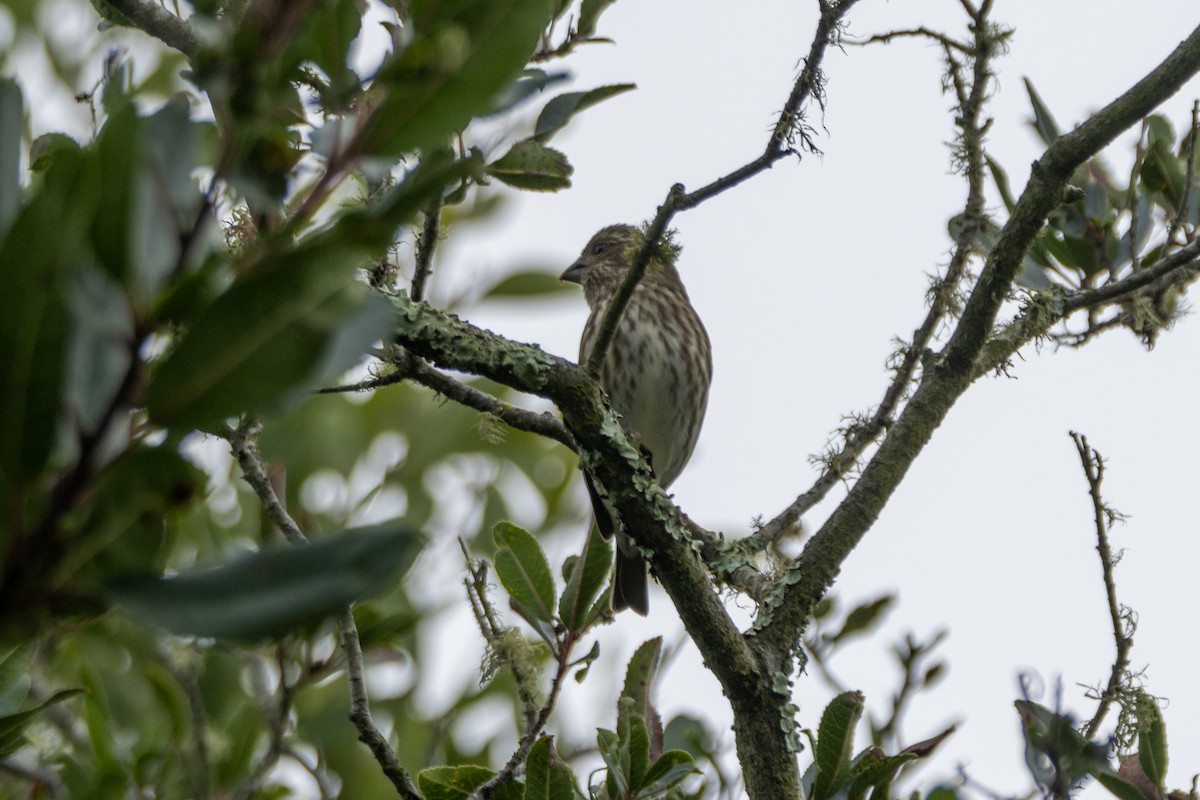 Purple Finch - ML646193512