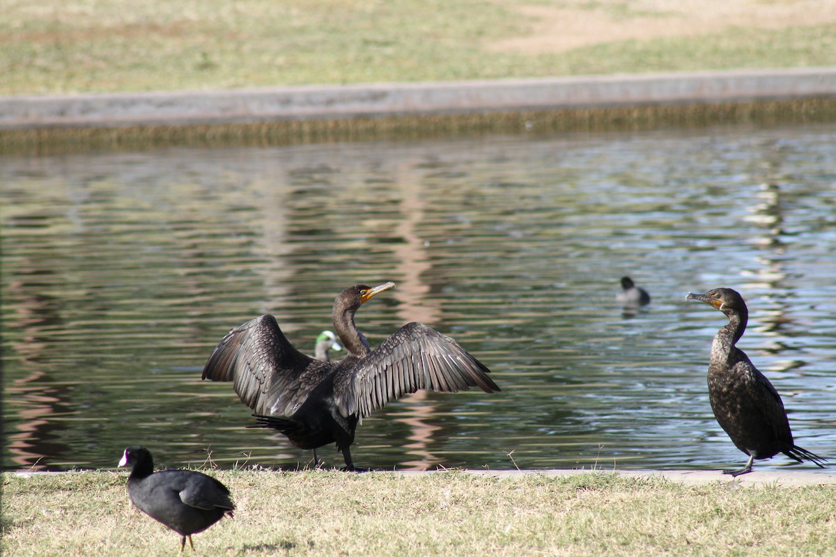 Баклан вухатий - ML646193513