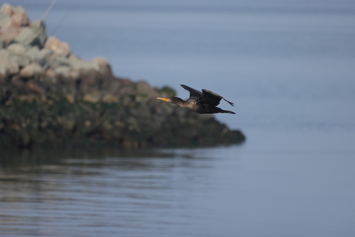 Double-crested Cormorant - ML646193516