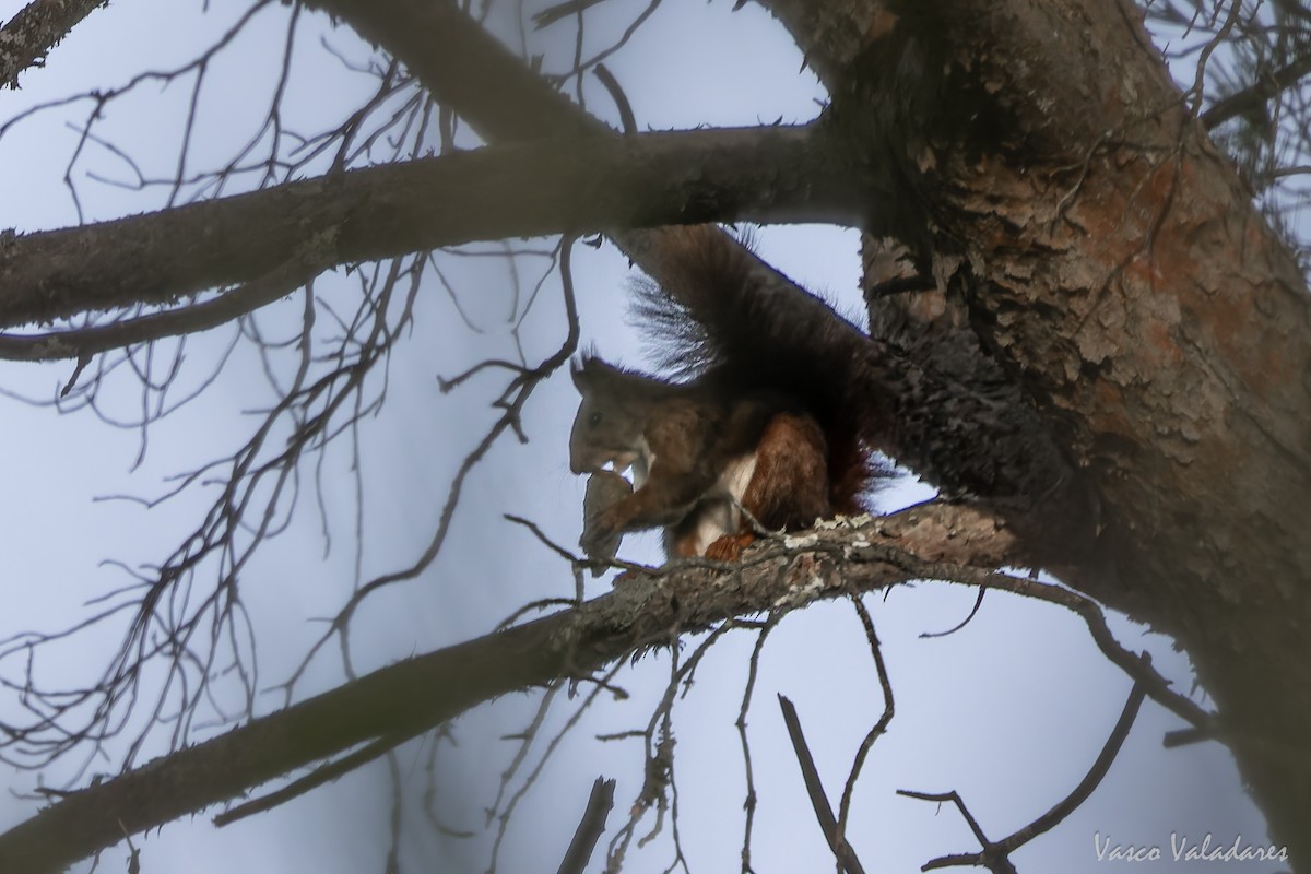 Eurasian Red Squirrel - ML646193517
