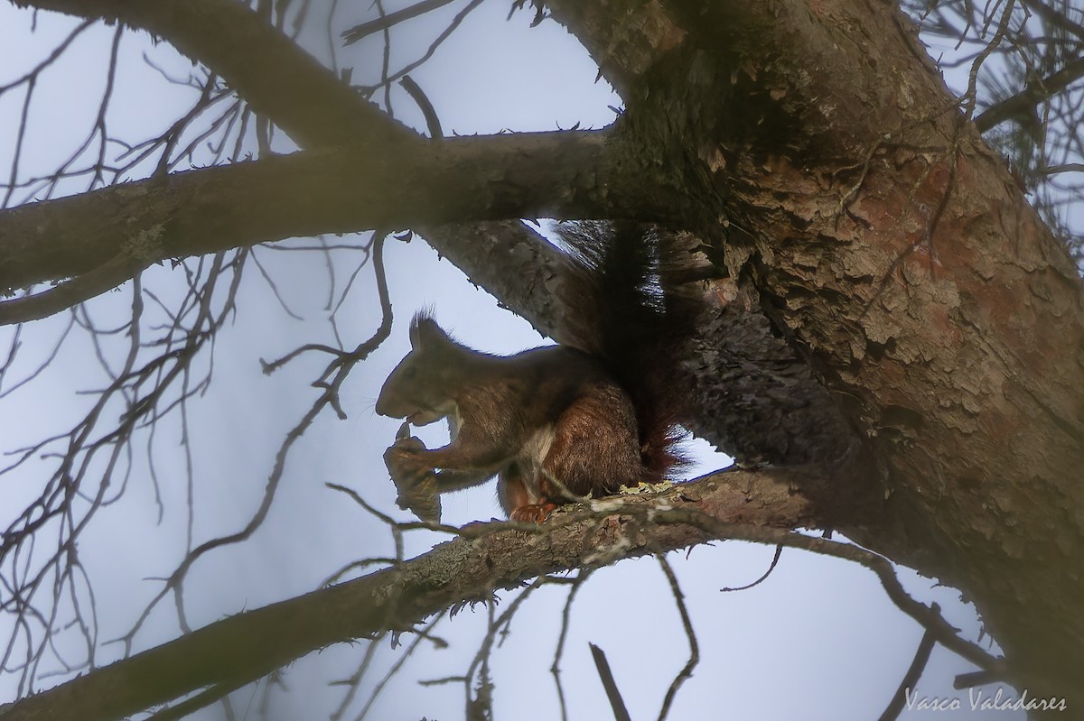 Eurasian Red Squirrel - ML646193518