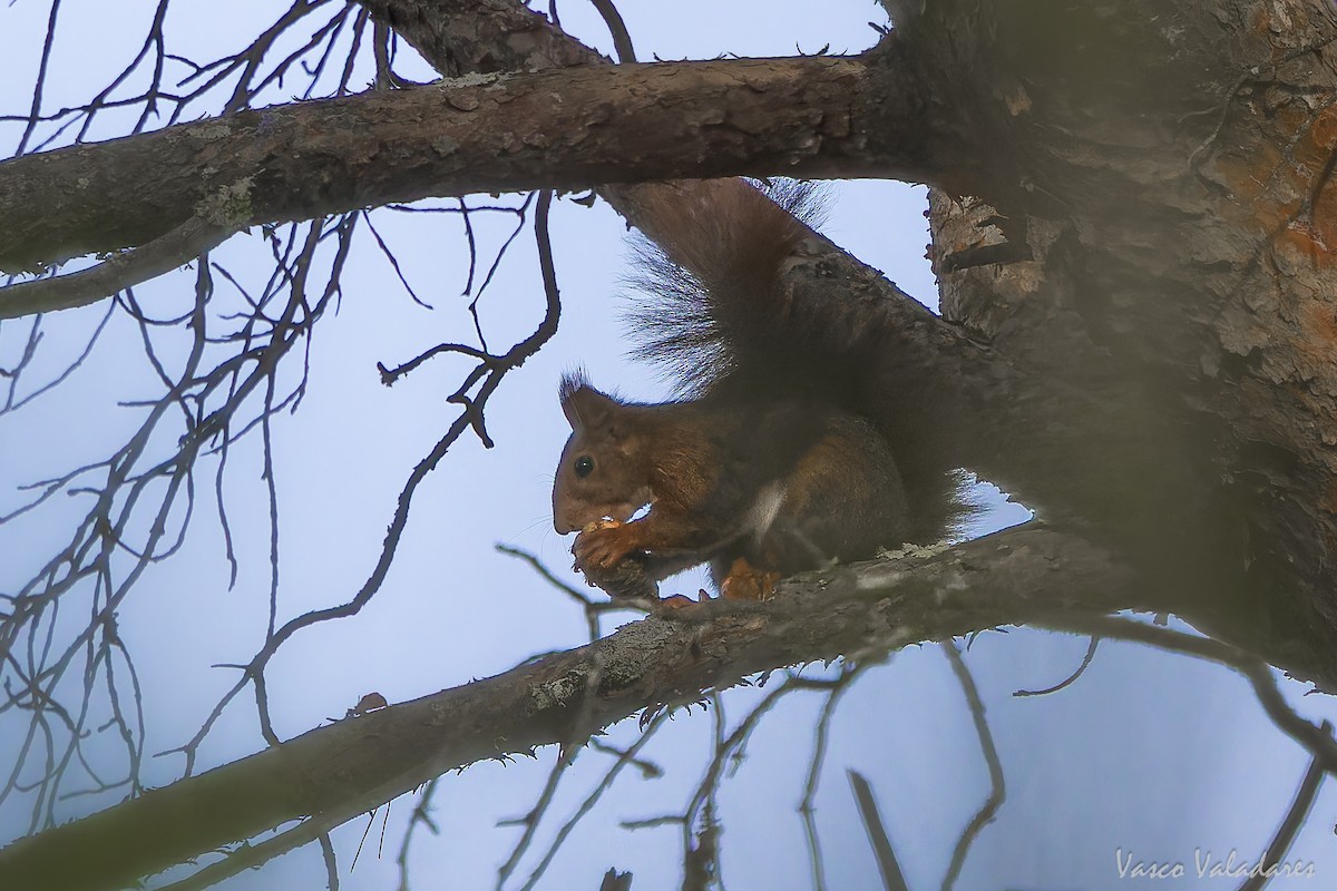 Eurasian Red Squirrel - ML646193520