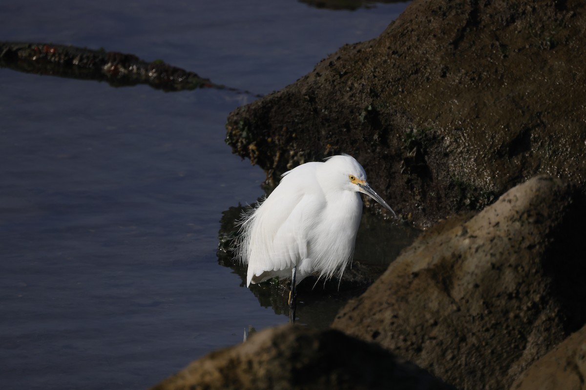 Snowy Egret - ML646193524