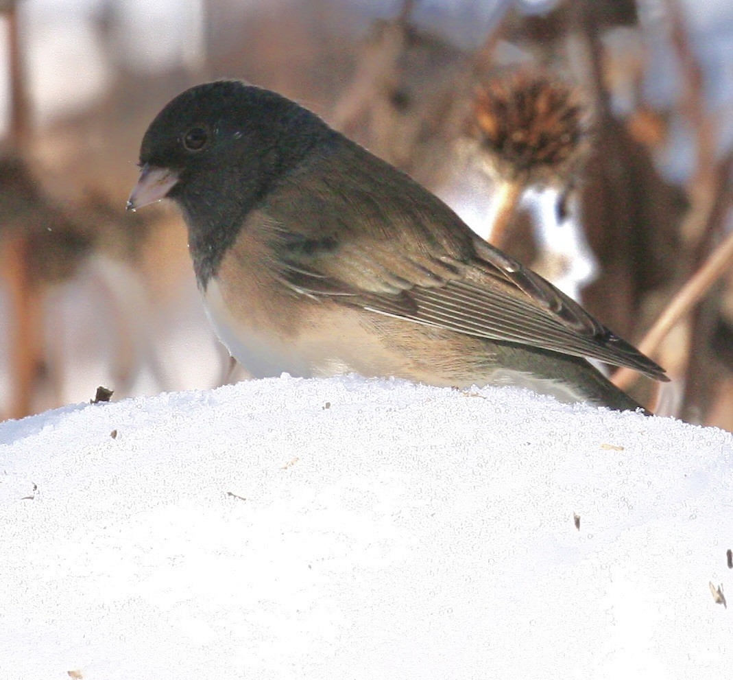 Dark-eyed Junco - ML646193526