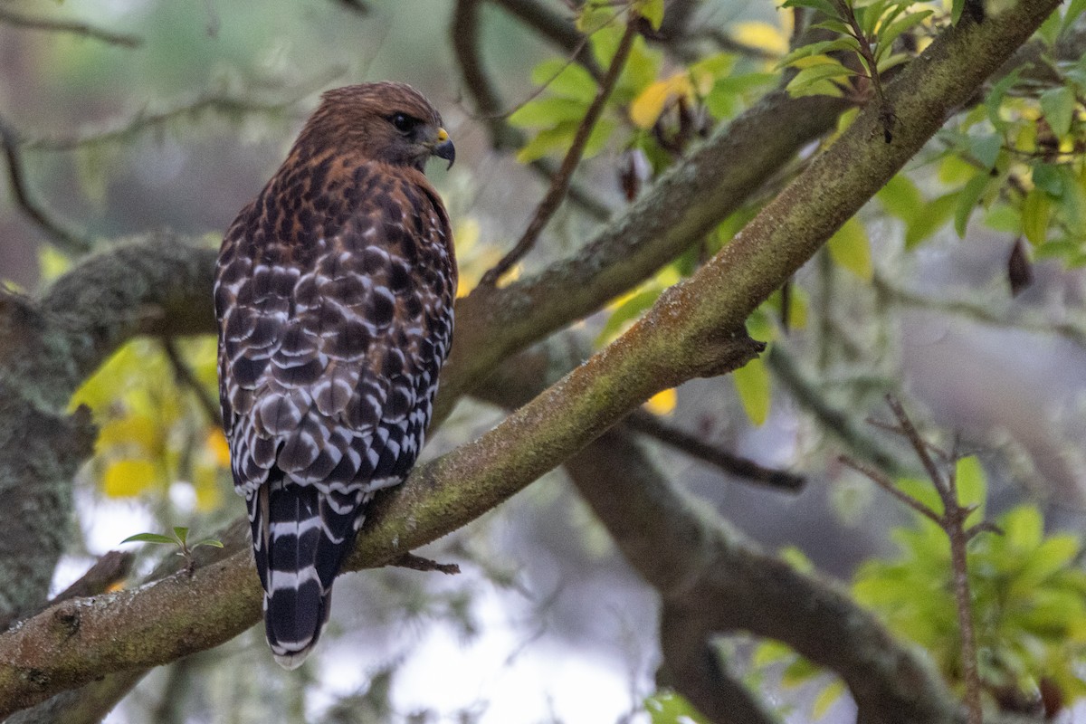 Red-shouldered Hawk - ML646193529