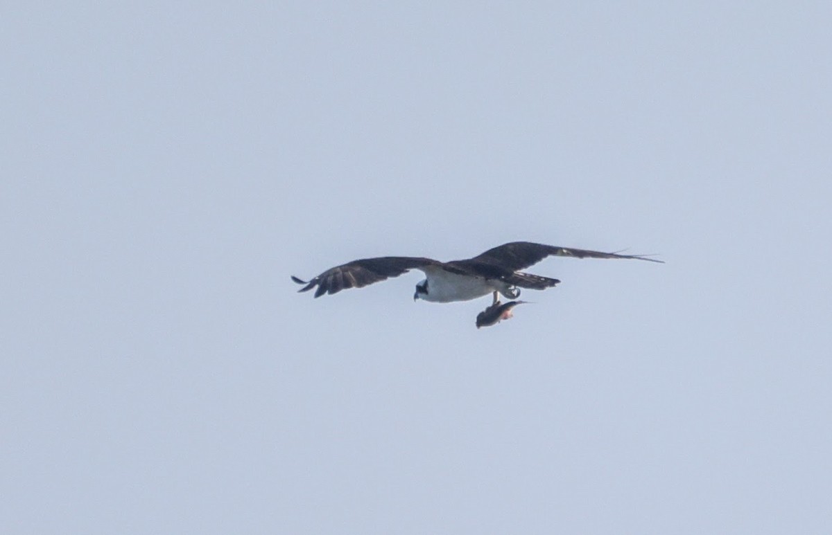 Osprey - ML646193531