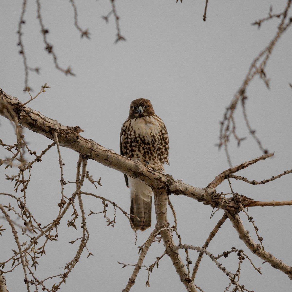Red-tailed Hawk - ML646193532