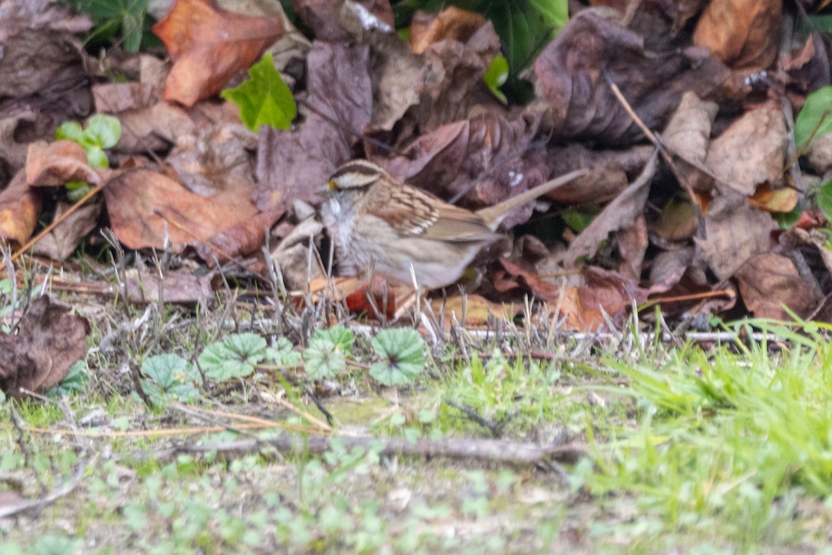White-throated Sparrow - ML646193536