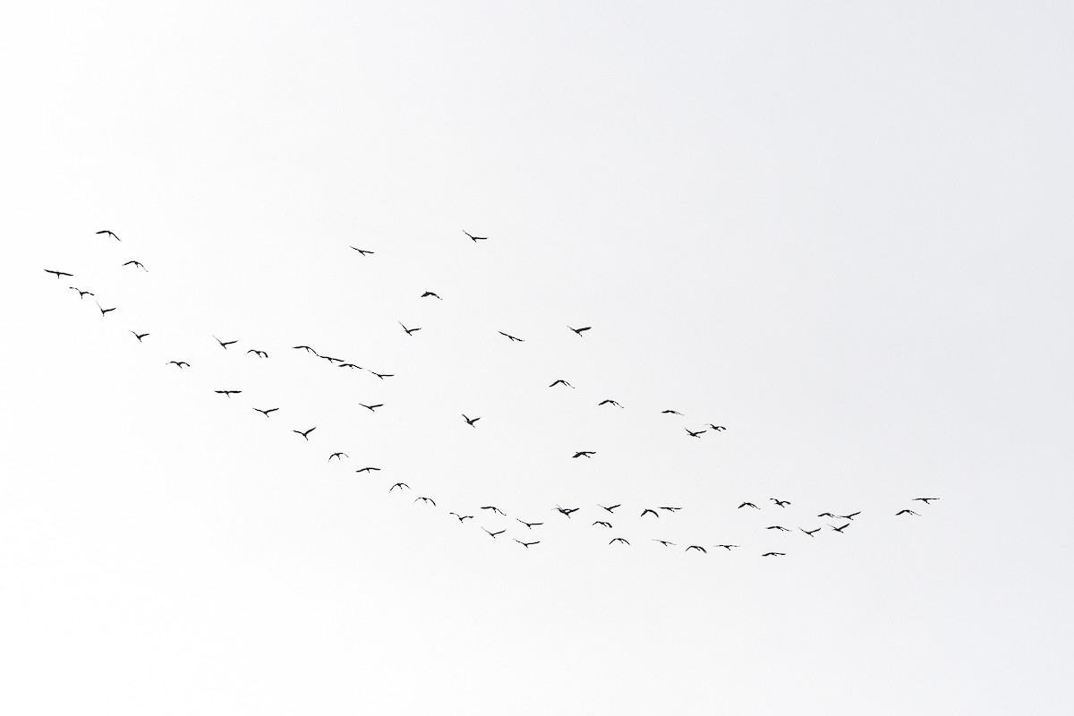 Sandhill Crane - ML646193537